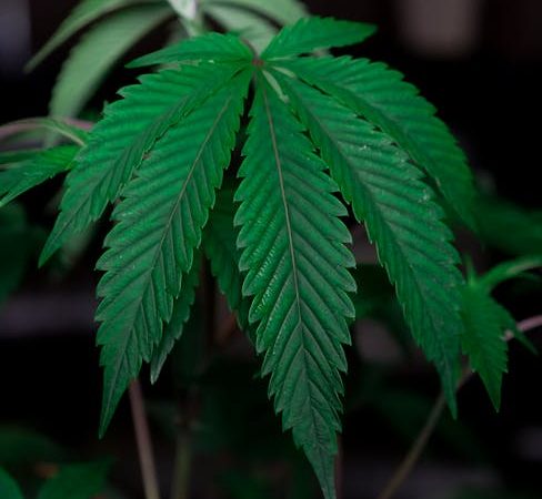 Семена конопли Erlik feminised от Bang Seeds