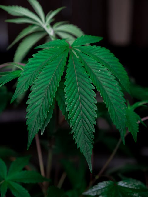 Семена конопли Erlik feminised от Bang Seeds