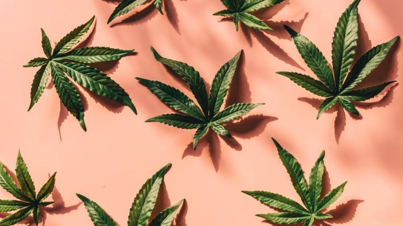 Выращивание конопли в Минске: особенности покупки семян и агротехники