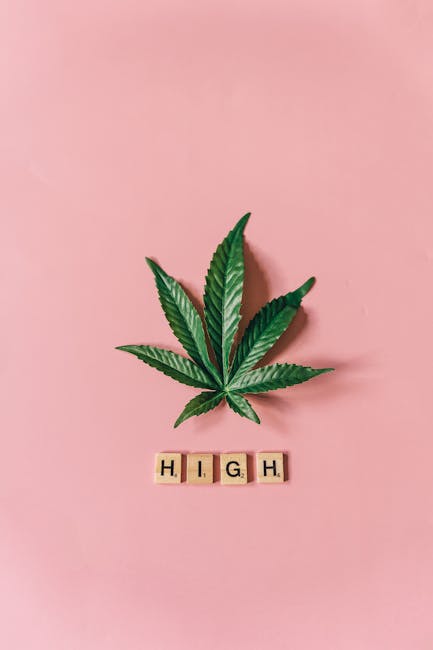 Семена конопли Alpujarrena feminised от Pyramid Seeds