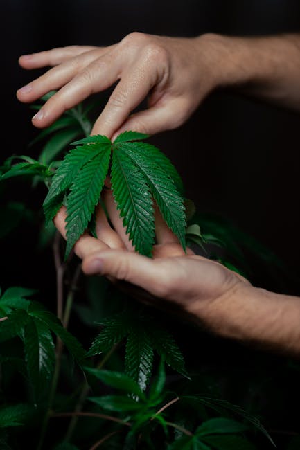Сорт конопли Auto Sweet Cheese от Ganja Seeds