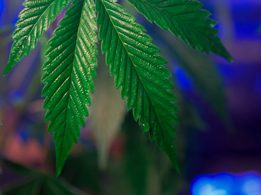 Семена конопли Auto White Widow XXL feminised от Dinafem Seeds