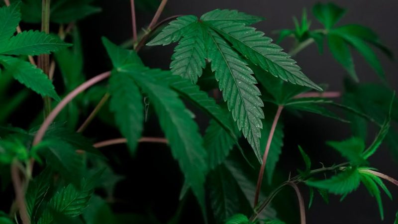 Семена конопли Gorilla feminised от Dinafem Seeds