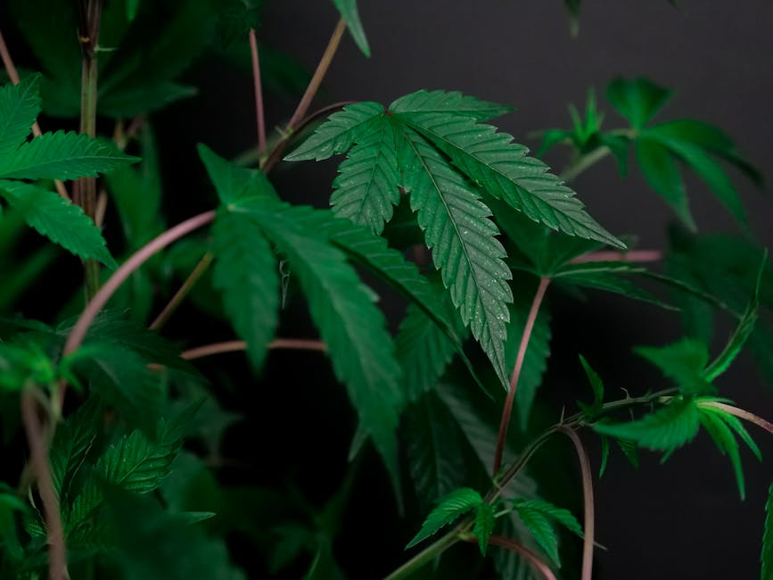 Семена конопли Gorilla feminised от Dinafem Seeds