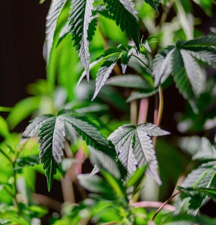 Семена конопли Haze 1 feminised от Nirvana Seeds