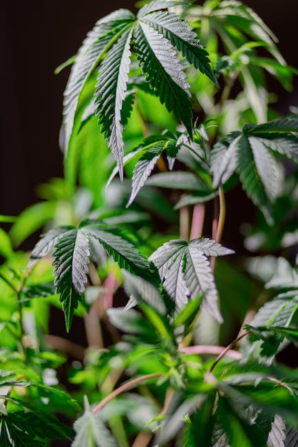 Семена конопли Haze 1 feminised от Nirvana Seeds