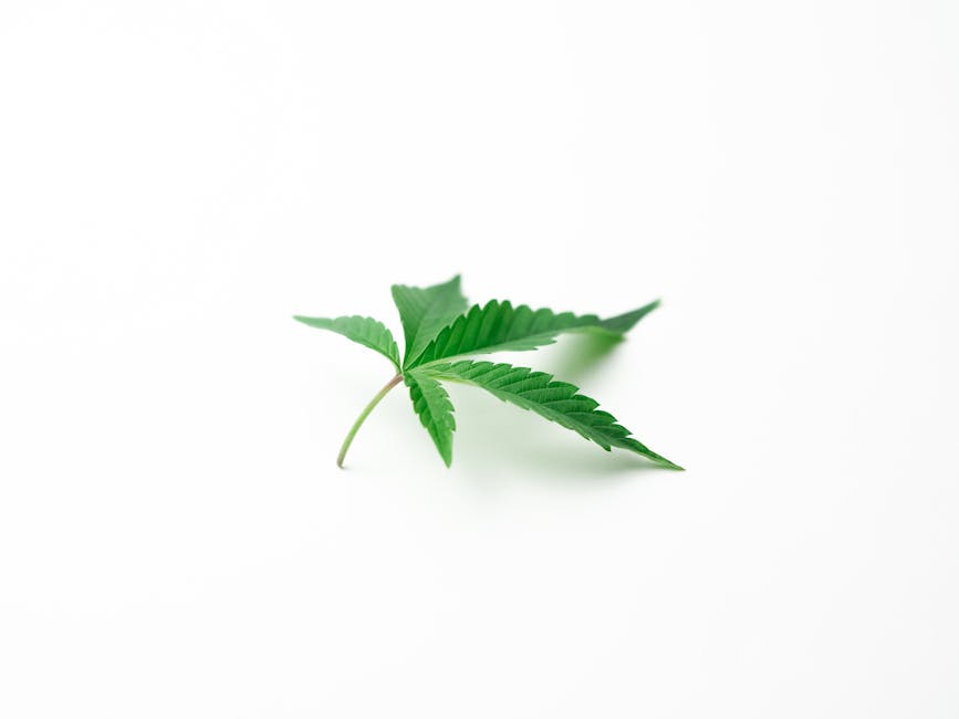Семена конопли Pakistan Valley Feminised от Ganja Seeds
