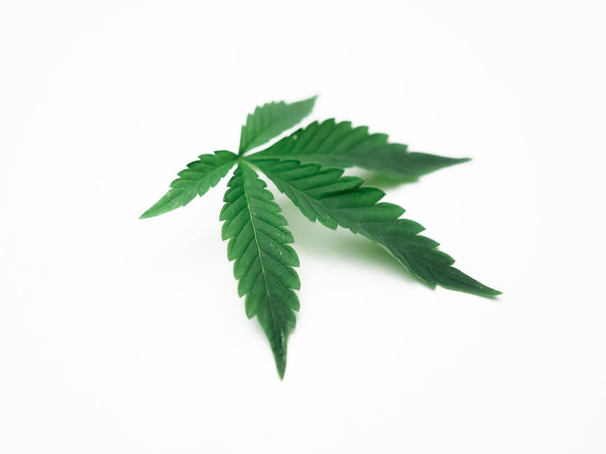 Семена конопли White Widow regular от Nirvana Seeds