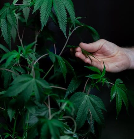 Отзывы о семенах конопли