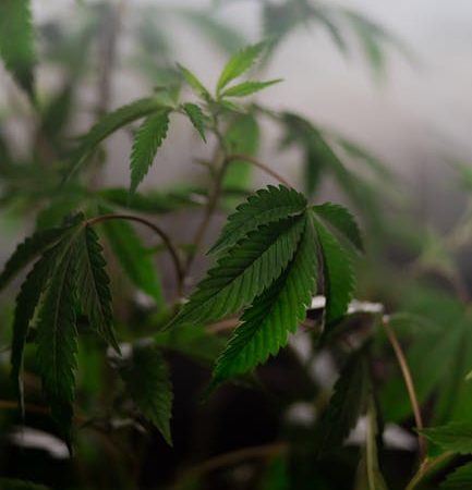 Как выбрать надежный магазин семян конопли