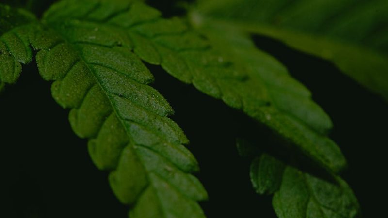 Где купить семена конопли