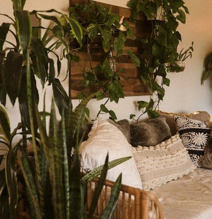 Семена конопли Shark Shock CBD feminised от Dinafem Seeds