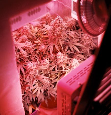 Выращивание марихуаны и покупка семян конопли онлайн