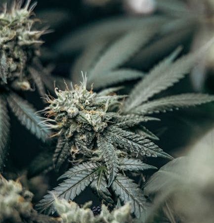 Приобретение семян марихуаны в Москве особенности и риски