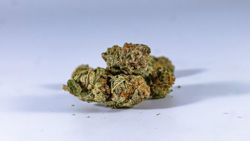 Сорт конопли Aklow от Ganja Seeds