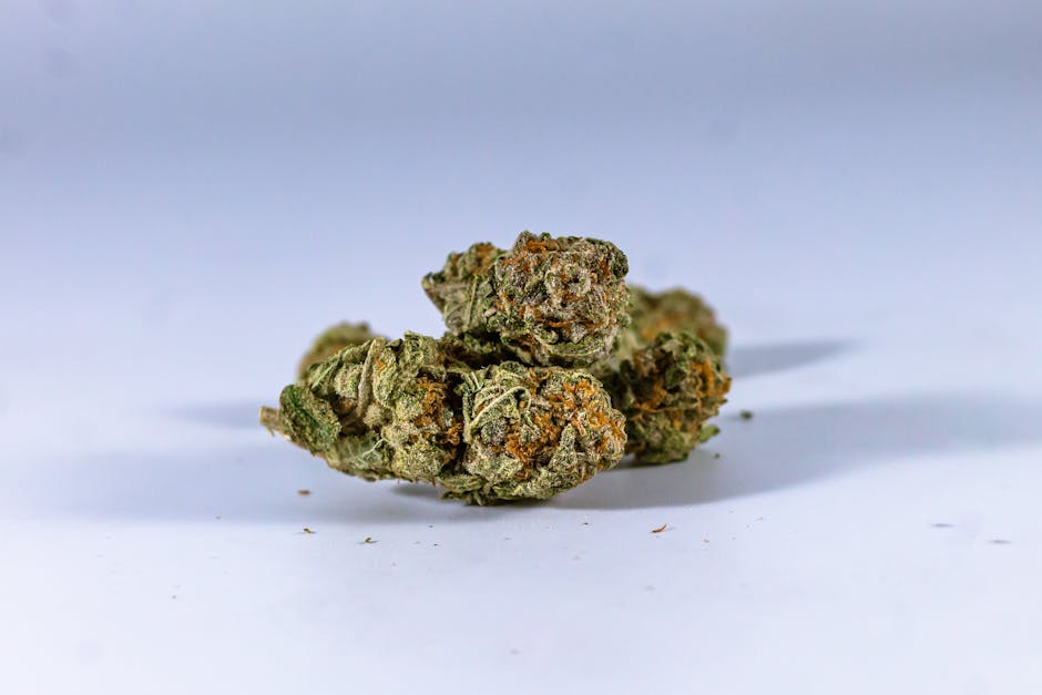 Сорт конопли Aklow от Ganja Seeds