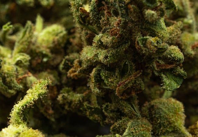 Законодательство РФ о семенах конопли основные положения и регулирование оборота