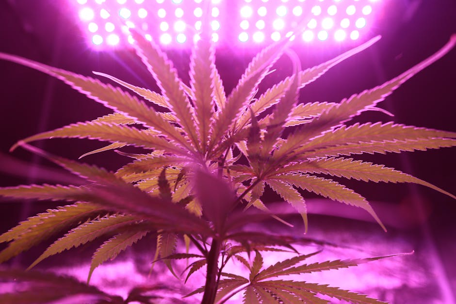 Семена конопли Black D.O.G. feminised от Humboldt Seeds