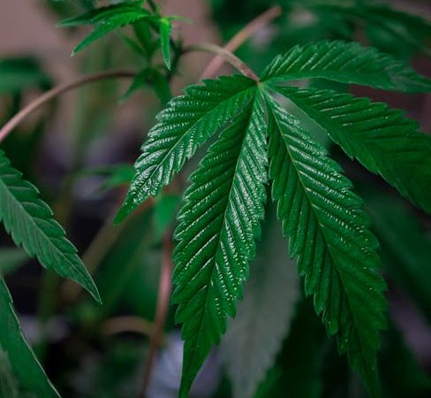 Цена на семена конопли и их правильное приобретение