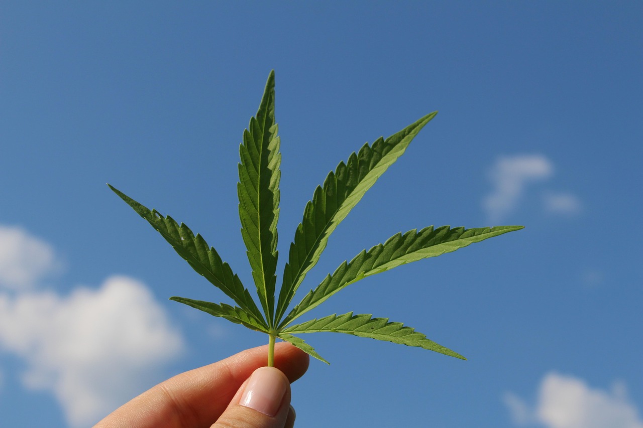 Семена конопли Black Jack CBD feminised от Sweet Seeds