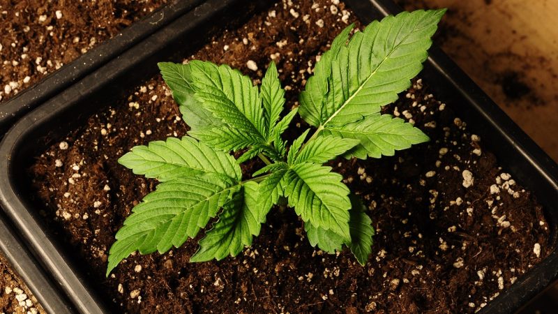 Семена конопли Auto StarRyder feminised от Dutch Passion Seeds