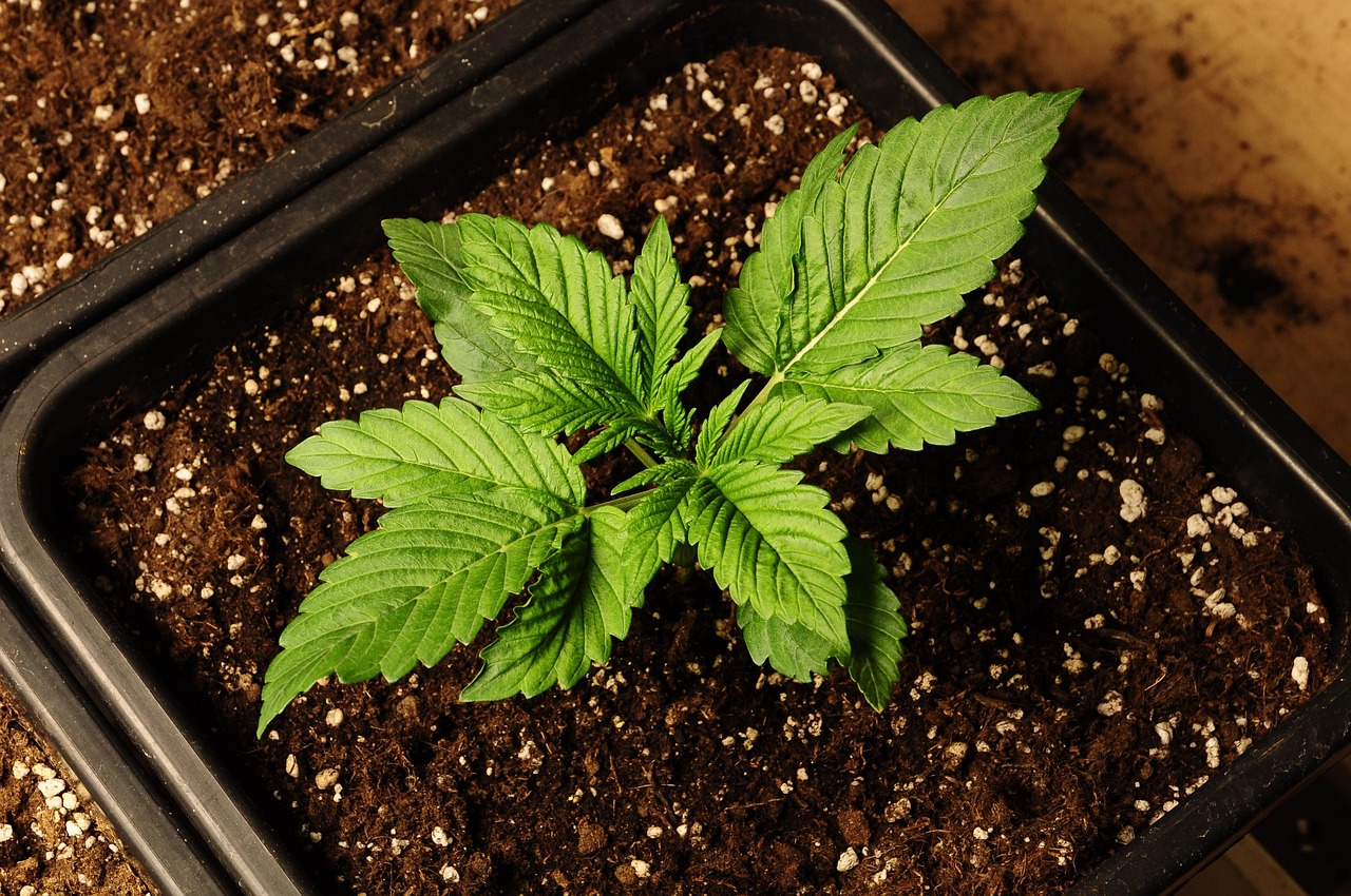 Семена конопли Auto StarRyder feminised от Dutch Passion Seeds