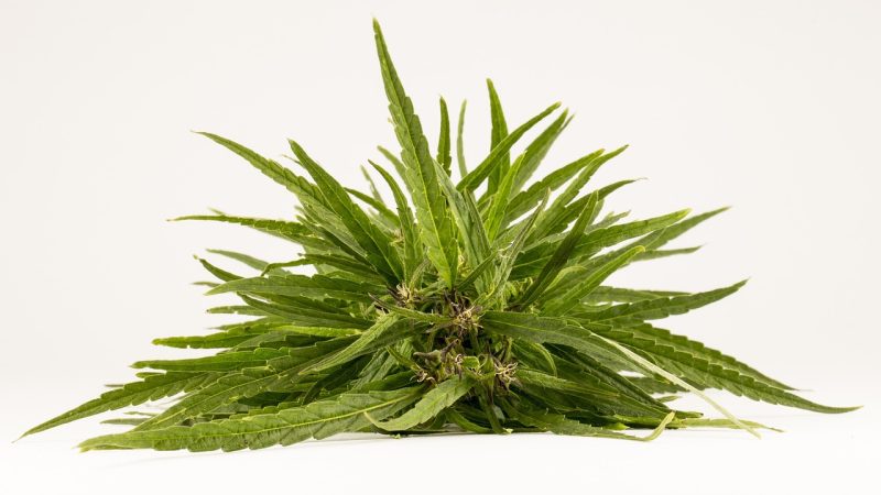 Прорастание семян конопли и особенности выращивания