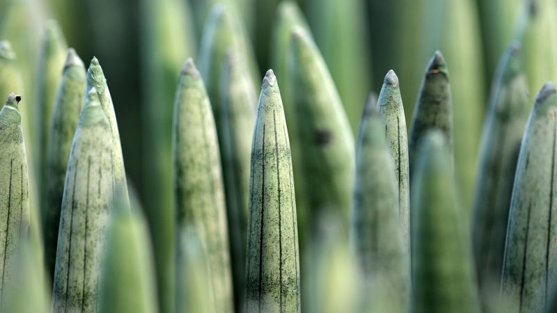 Дискуссия вокруг запрета семян конопли