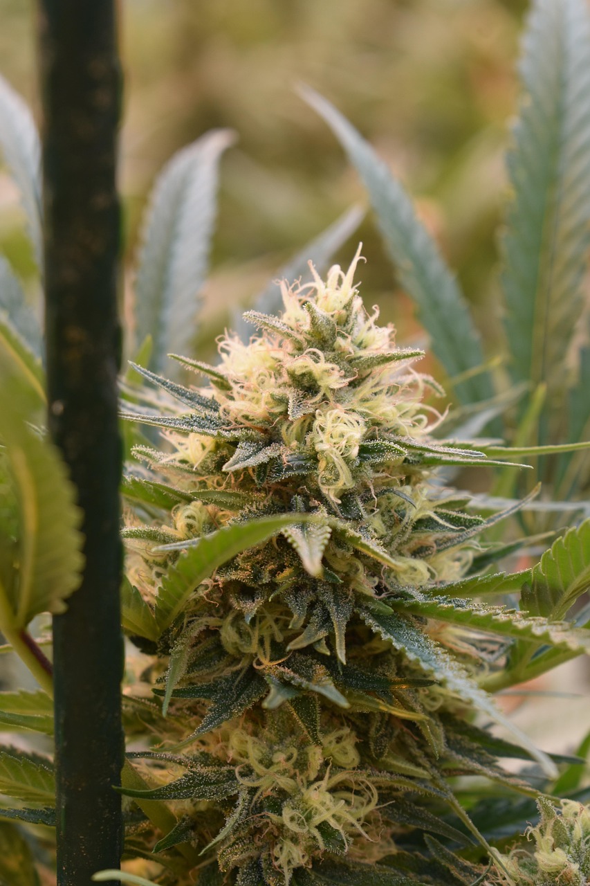 Семена конопли Auto Blue Kush feminised от Dinafem Seeds