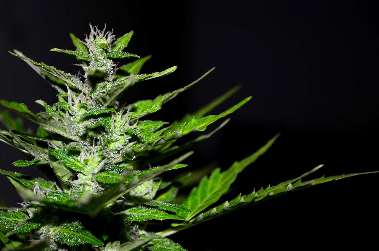 Семена конопли Auto Sweet Skunk feminised Royal Queen Seeds описание и особенности выращивания