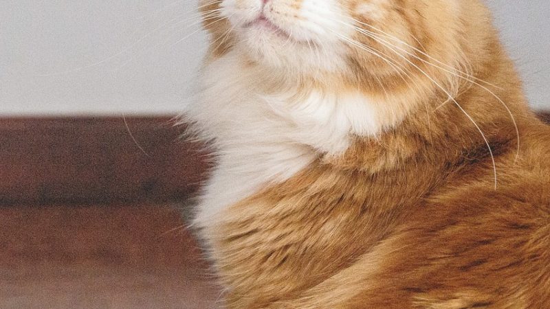 Заказ семян марихуаны и законодательство страны пребывания