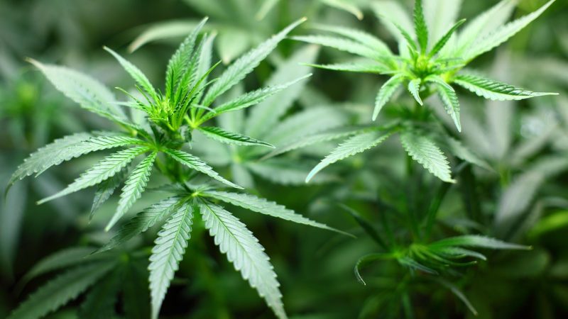 Семена конопли Auto Chronic feminised от Ganja Seeds