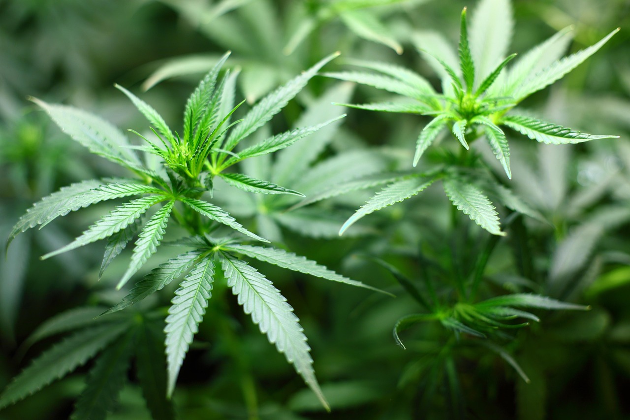 Семена конопли Auto Chronic feminised от Ganja Seeds