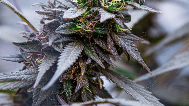 Indica Champions Pack feminised от Paradise Seeds