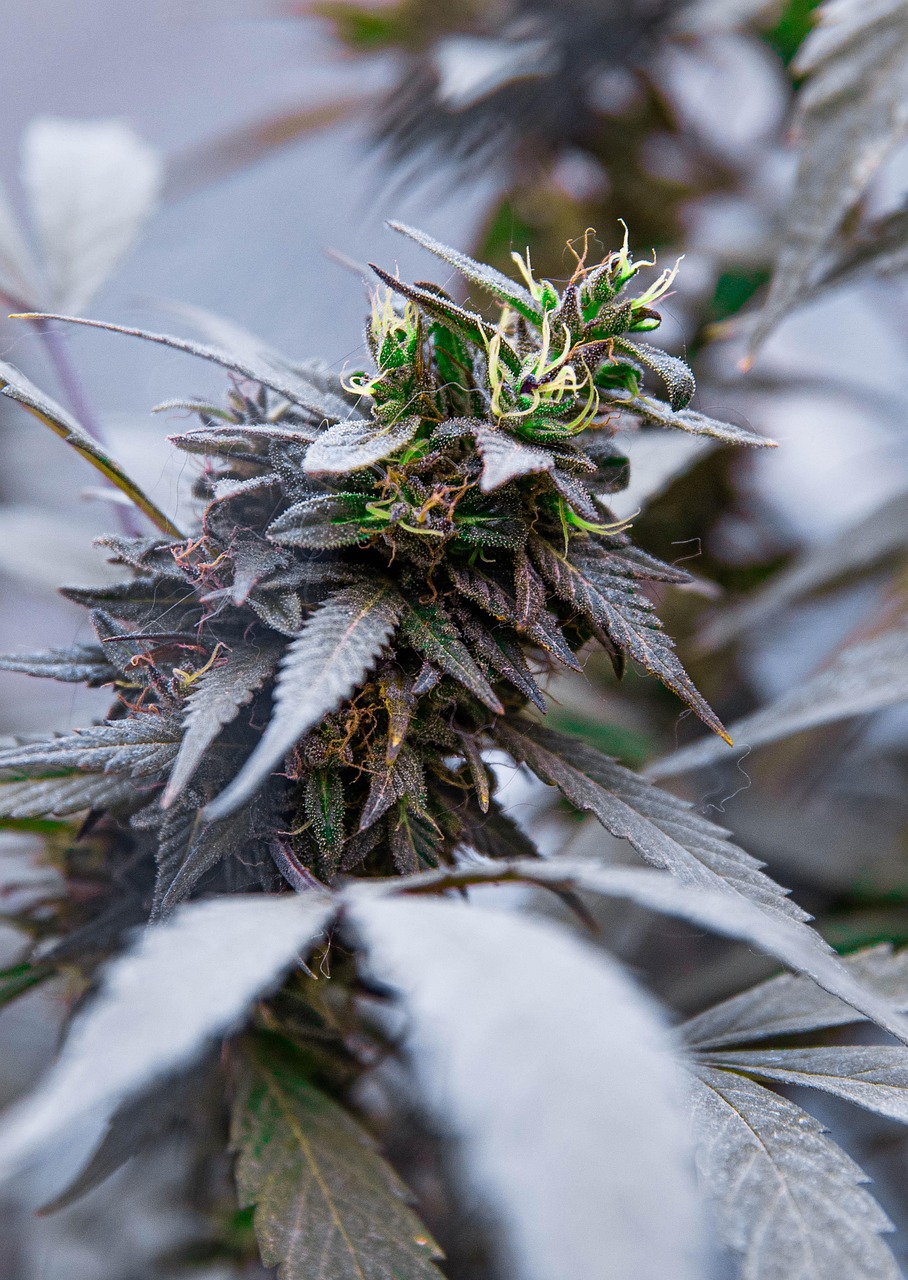 Indica Champions Pack feminised от Paradise Seeds