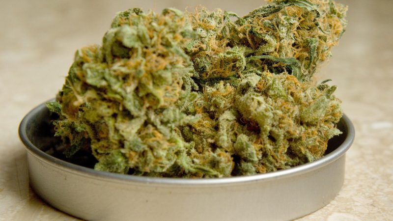 Семена конопли Bubblelicious от Nirvana Seeds