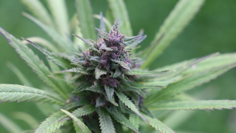 Семена конопли Amnesia Lemon feminised от Breeders Community Seeds
