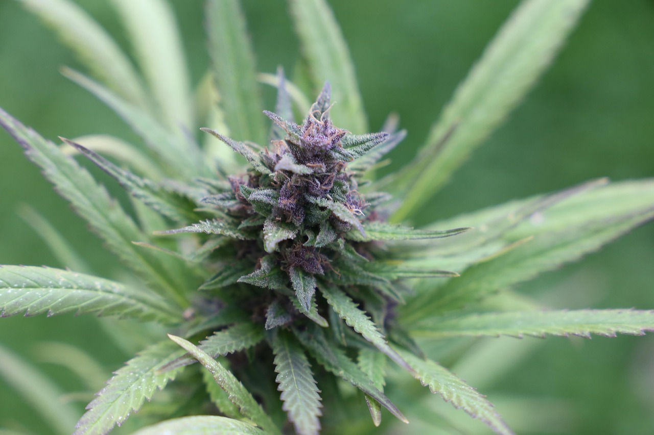 Семена конопли Amnesia Lemon feminised от Breeders Community Seeds
