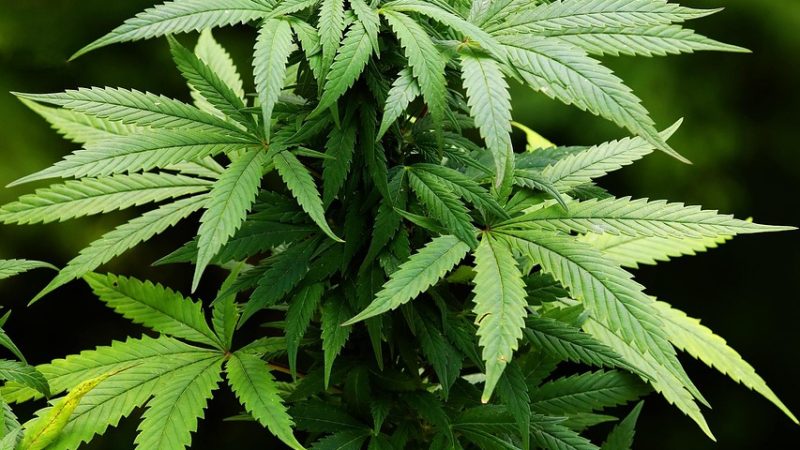 Семена конопли Hollands Hope feminised от Dutch Passion Seeds