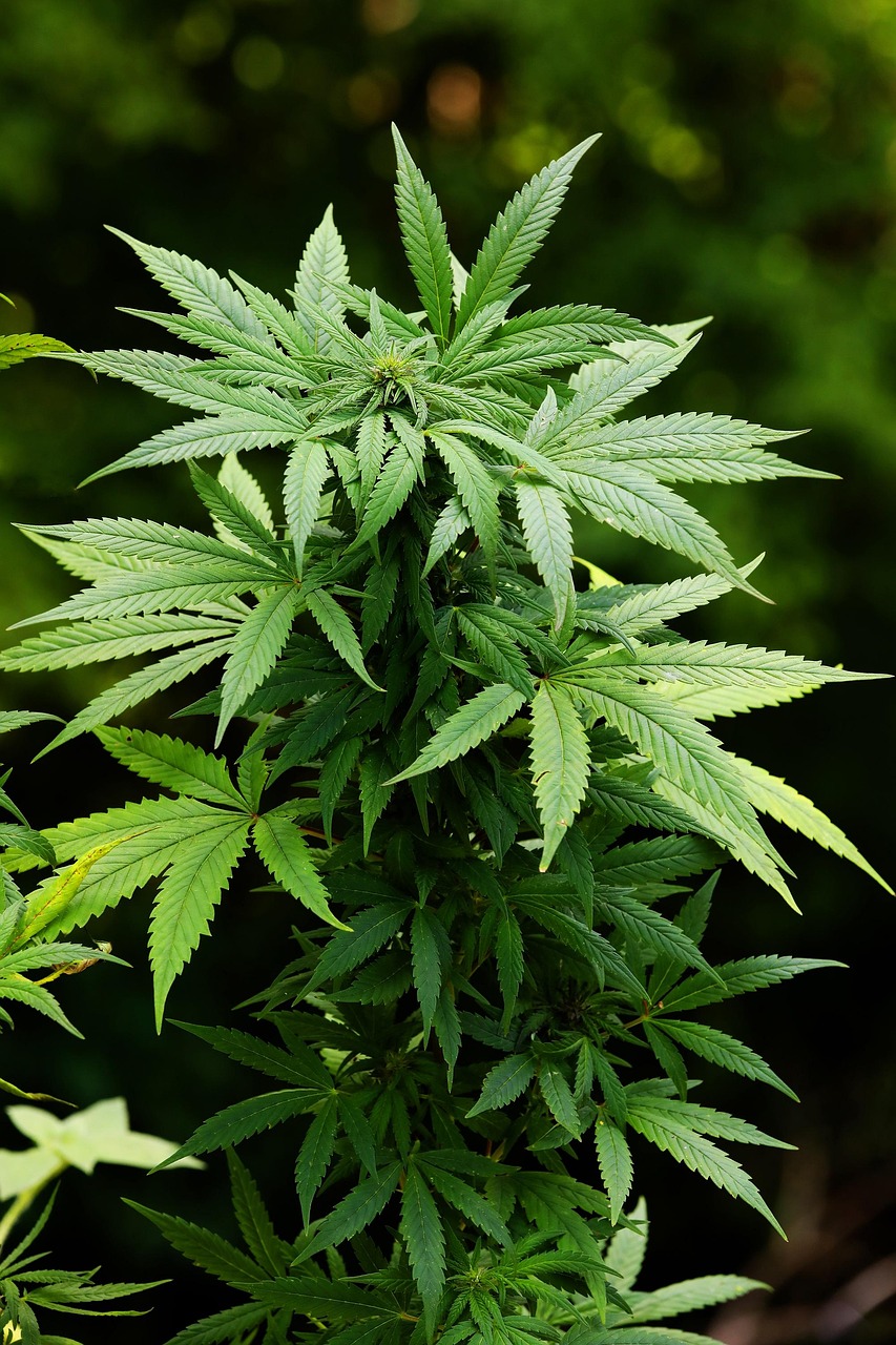 Семена конопли Hollands Hope feminised от Dutch Passion Seeds