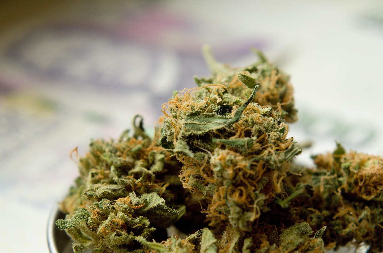 Семена конопли Purple LA feminised от DNA Genetics