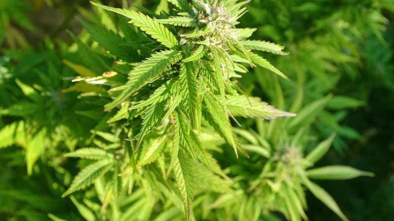 Семена конопли Auto Critical Plus feminised от Trikoma Seeds