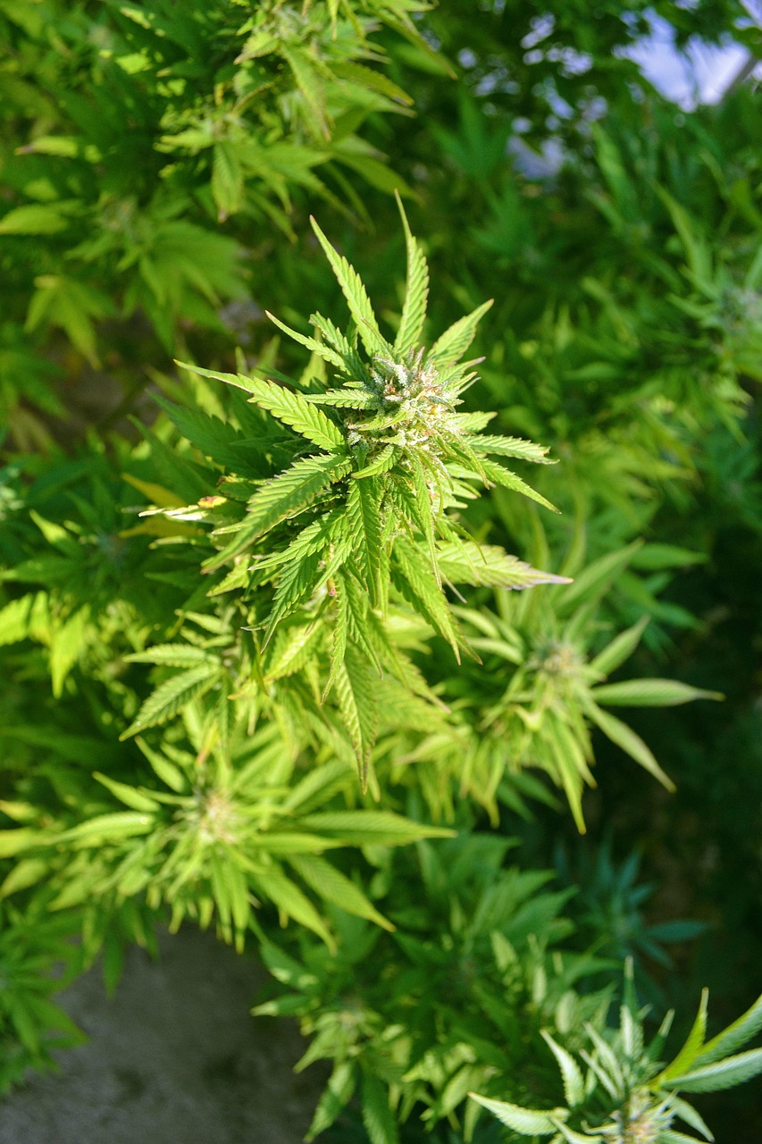 Семена конопли Auto Critical Plus feminised от Trikoma Seeds