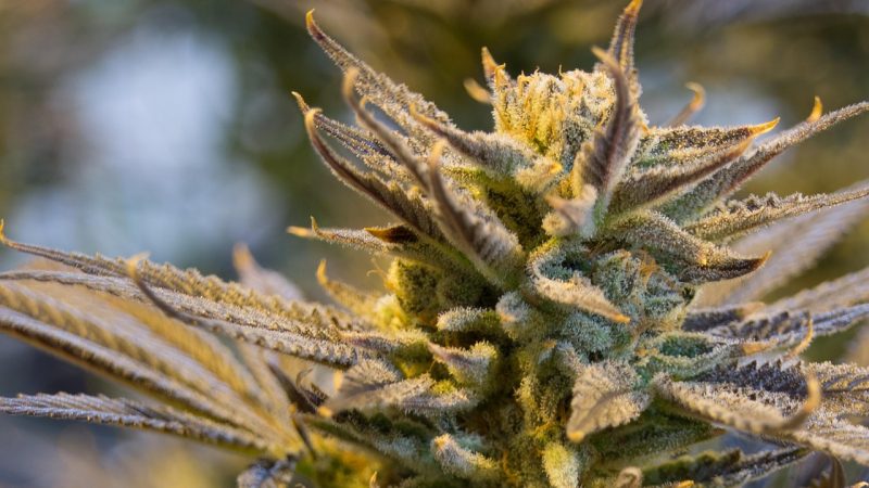 Семена конопли Auto Kolobok от Ganja Seeds