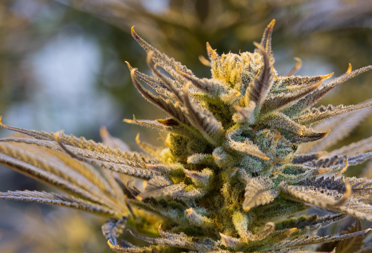 Семена конопли Auto Kolobok от Ganja Seeds