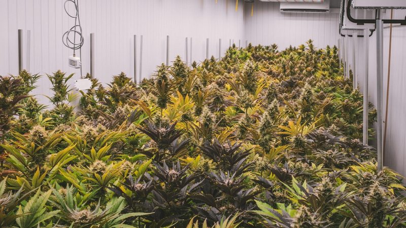 Продажа семян конопли в России