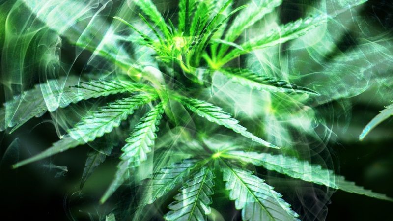 Семена конопли Master Kush от Nirvana Seeds