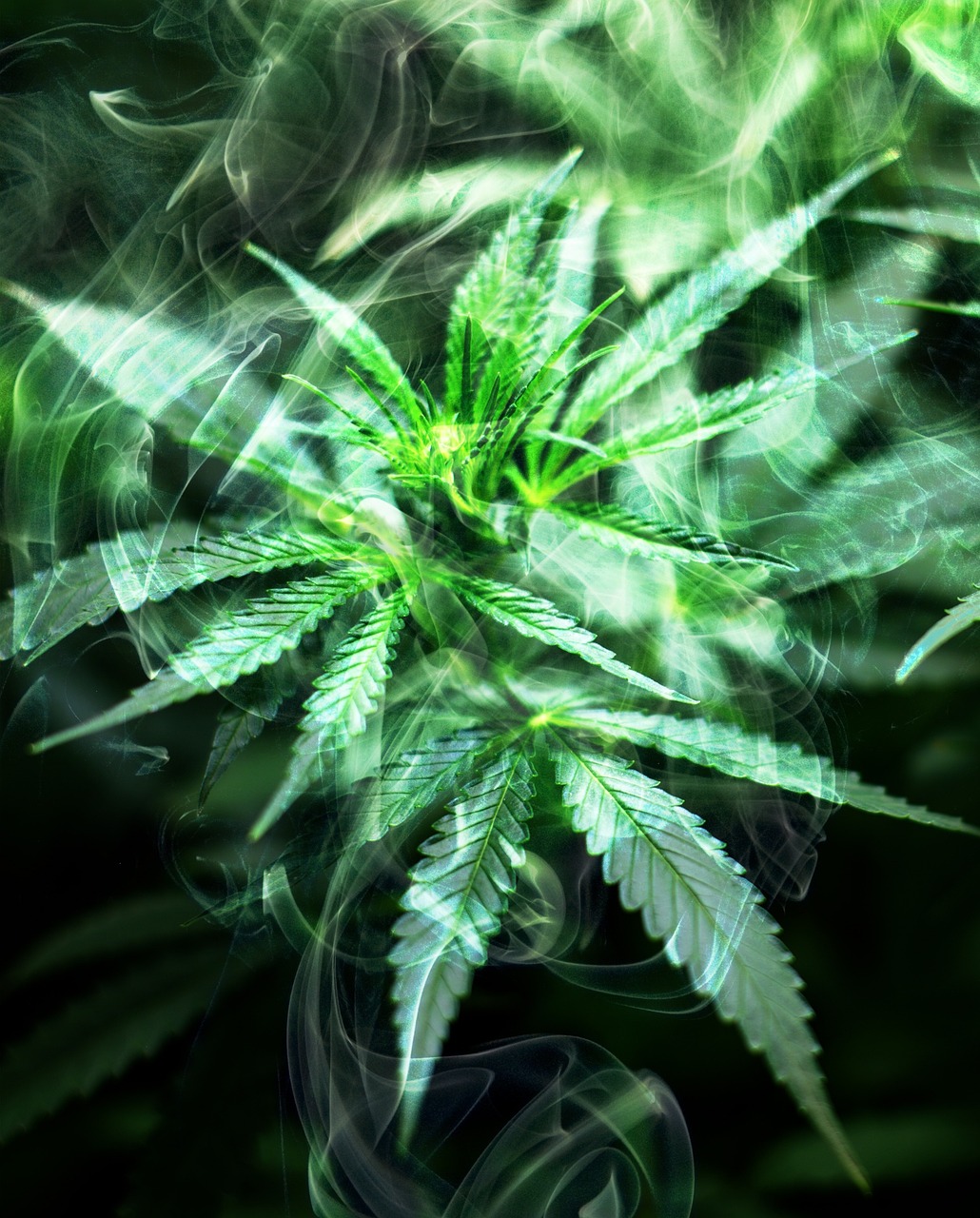 Семена конопли Master Kush от Nirvana Seeds
