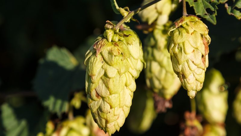 Преимущества и выбор семян конопли лучшего сорта