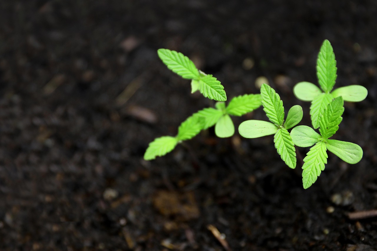 Семена конопли Black Cherry Punch feminised от Pyramid Seeds